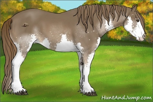Horse Color:Liver Chestnut Splash 