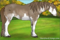 Horse Color:Liver Chestnut Splash