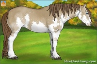 Horse Color:Liver Red Dun Splash