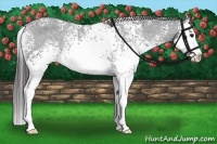 Horse Color:White Spotted Black Splash Appaloosa Rabicano