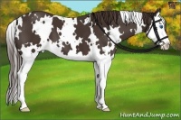 Horse Color:White Spotted Liver Chestnut Splash 