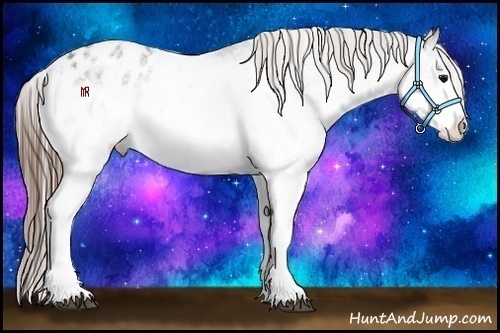Horse Color:White Spotted Grullo Appaloosa 