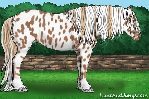 Horse Color:Chestnut Appaloosa 