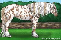Horse Color:Chestnut Near Leopard 