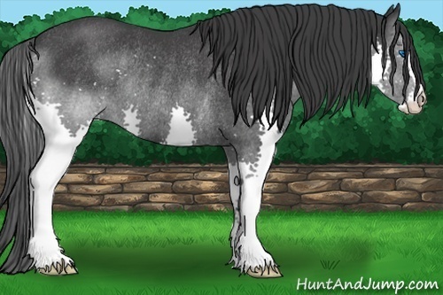 Horse Color:Black Splash Rabicano 