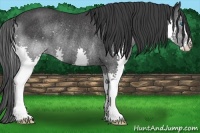 Horse Color:Black Splash Rabicano 