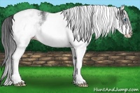 Horse Color:White Spotted Black Splash Rabicano 