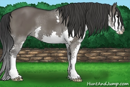 Horse Color:Grullo Splash 