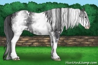 Horse Color:White Spotted Black 