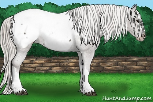 Horse Color:Silver Black Snowcap Rabicano