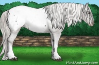 Horse Color:Silver Black Snowcap Rabicano