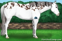 Horse Color:Bay Splash Leopard 