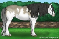 Horse Color:Buckskin Splash 