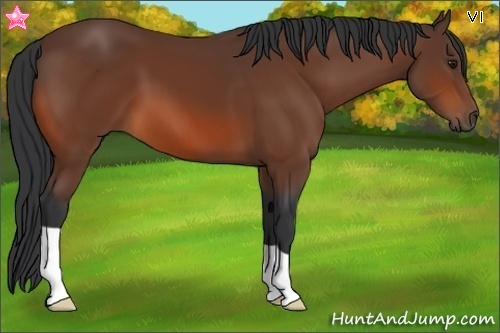Horse Color:Bay 