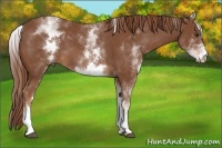 Horse Color:White Spotted Chestnut 