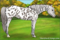 Horse Color:Grullo Roan Frame Appaloosa 