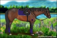 Horse Color:Bay Frame 