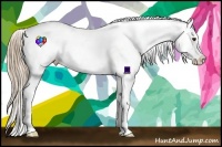 Horse Color:Red Dun Appaloosa