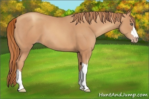 Horse Color:Gold Champagne 
