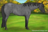 Horse Color:Smoky Blue Roan 