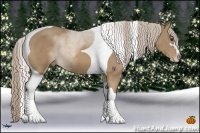 Horse Color:Palomino Sabino Tobiano 