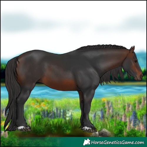 Horse Color:Brown 