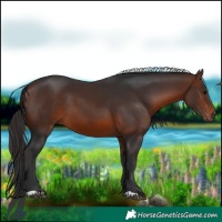 Horse Color:Brown 