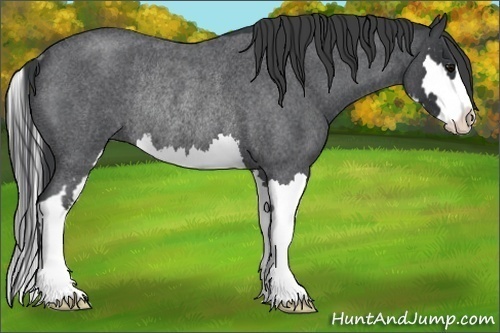 Horse Color:Blue Roan Splash Frame Rabicano