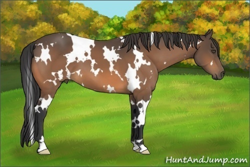 Horse Color:White Spotted Buckskin 