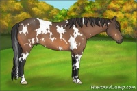 Horse Color:White Spotted Buckskin