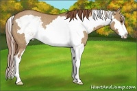 Horse Color:Red Dun Sabino Splash Frame Rabicano