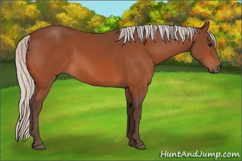 Horse Color:Silver Bay 