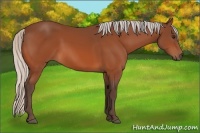 Horse Color:Silver Bay 