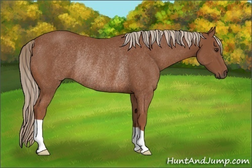 Horse Color:Chestnut Rabicano 