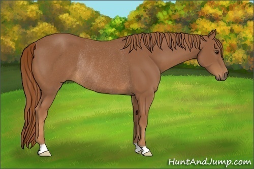Horse Color:Chestnut Rabicano 