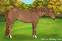 Horse Color:Chestnut Rabicano 