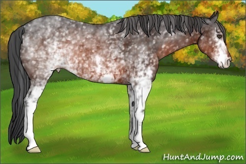 Horse Color:White Spotted Brown 