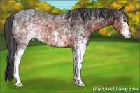 Horse Color:White Spotted Brown