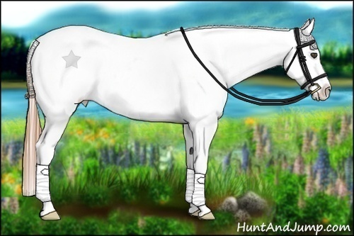 Horse Color:Buckskin Roan Dun Splash Frame Blanket Rabicano