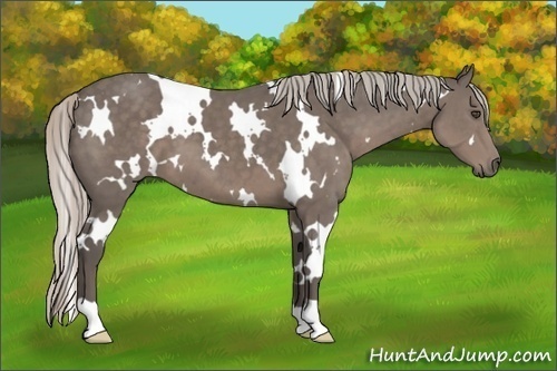 Horse Color:White Spotted Silver Black 