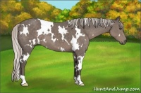 Horse Color:White Spotted Silver Black