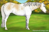 Horse Color:White Spotted Silver Buckskin 