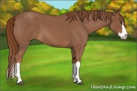 Horse Color:Red Roan Splash Frame 