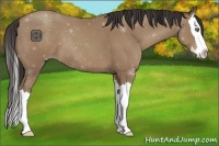 Horse Color:Classic Champagne Sabino Splash