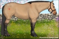 Horse Color:Bay Dun Frame 