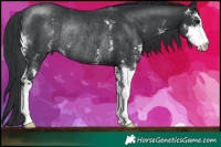 Horse Color:Black Sabino Rabicano 