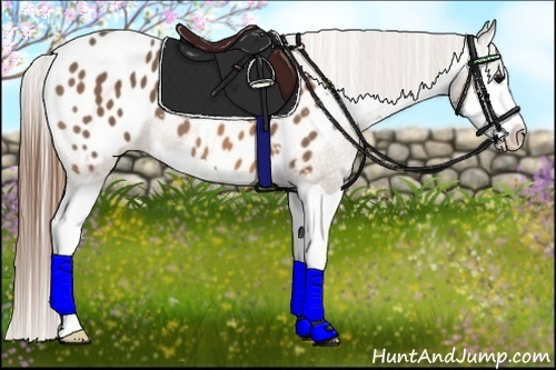 Horse Color:Buckskin Splash Blanket 