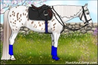 Horse Color:Buckskin Splash Appaloosa 