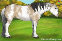 Horse Color:White Spotted Bay Dun