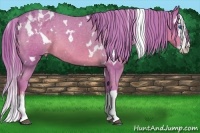 Horse Color:Watercolor White Spotted Chestnut Splash Varnish